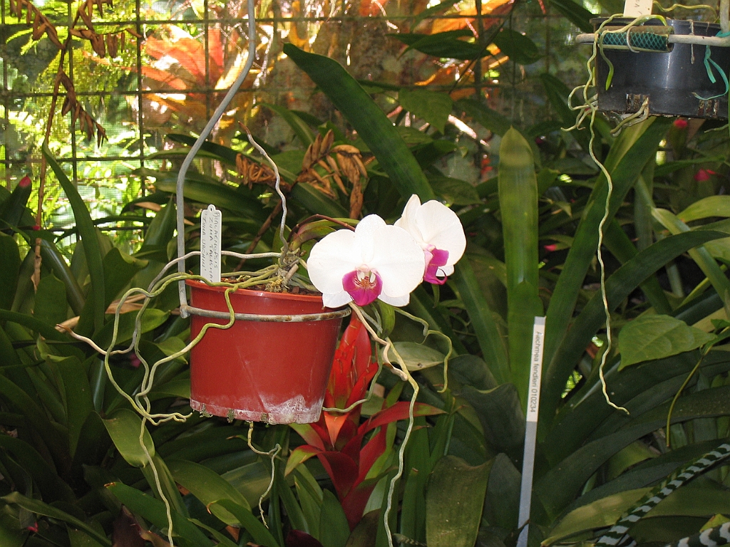 CairnsTC048 Jardin Botanique 048.jpg